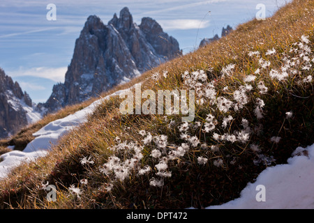 The seed-heads of Mountain Avens, Dryas octopetala at 2400m on Cadini di Misurina, Dolomites, north Italy. Stock Photo