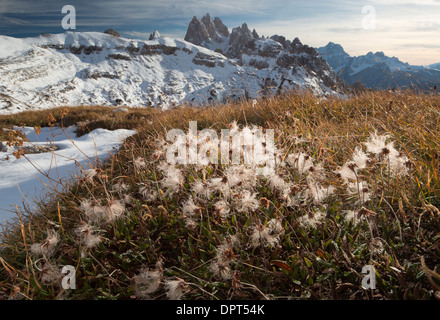 The seed-heads of Mountain Avens, Dryas octopetala at 2400m on Cadini di Misurina, Dolomites, north Italy. Stock Photo