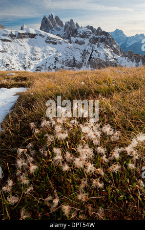 The seed-heads of Mountain Avens, Dryas octopetala at 2400m on Cadini di Misurina, Dolomites, north Italy. Stock Photo