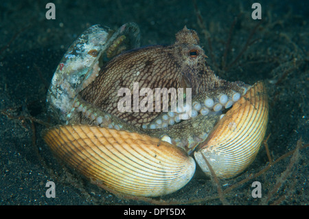 Coconut Octopus, Amphioctopus marginatus, hiding in shell, Lembeh Strait, North Sulewesi, Indonesia. Stock Photo