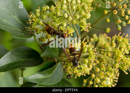 Asian predatory wasp / Asian Hornet, Vespa velutina on ivy flowers in autumn. Stock Photo