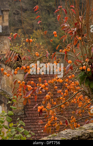 Asian persimmon, Diospyros kaki in the village of Castelnaud-la-chapelle Stock Photo
