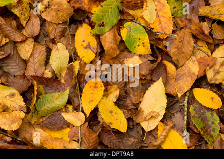 Fallen Hornbeam, Carpinus betulus, leaves in autumn. Stock Photo