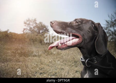 German short haired pointer outdoors Stock Photo