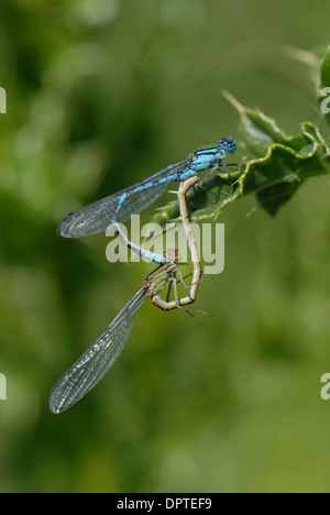 Common Blue Damselfly - pair in flight Enallagma cyathigerum Essex,UK ...