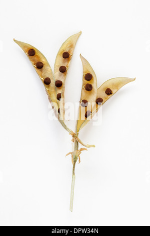 Sweet Pea seedpods isolated Stock Photo