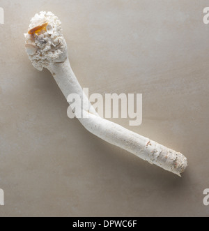 Sea Shells Stock Photo