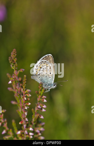 Silver-studded blue (Plebejus argus) perched on heather Stock Photo