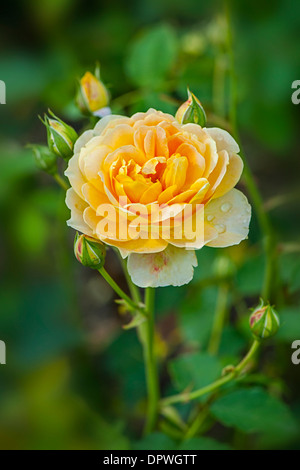 Close-up image of a single peach coloured Rosa Molineux Rose Stock Photo