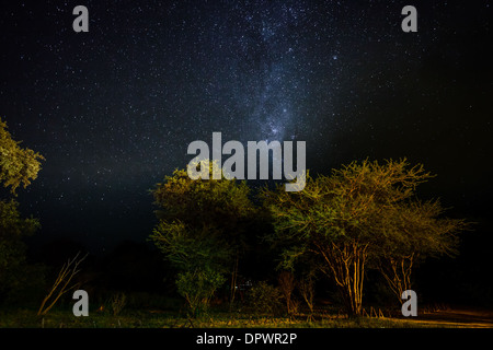 Acacia trees illuminated by the  light of safari camp with a sky filled with thousands of bright stars above. Stock Photo