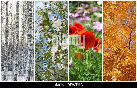 Nature in winter, spring, summer and autumn. Four seasons. Stock Photo