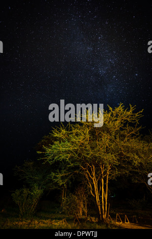Acacia tree illuminated by the fire light with a sky filled with thousands of stars above Stock Photo