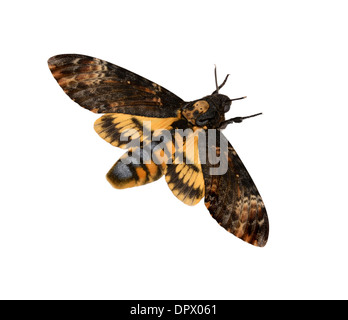 Death's-head Hawkmoth - Acherontia atropos Stock Photo