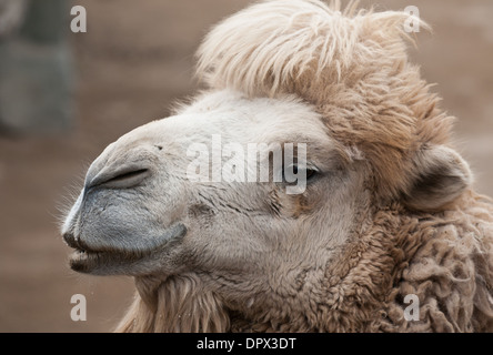 Camelus ferus bactrianus - Bactrian or Domestic camel Stock Photo