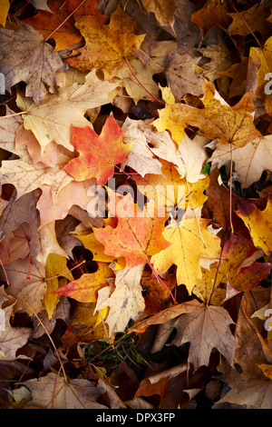 Late Fall Leaves Background - Nature Photo Background. Stock Photo