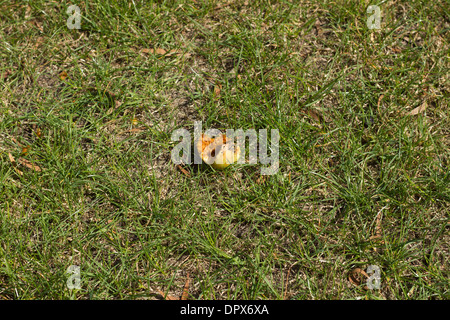 Decaying apple on grass Stock Photo