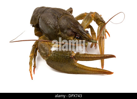 Big alive river crayfish isolated on white Stock Photo