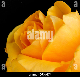 Cornered Yellow rose on a black background Stock Photo