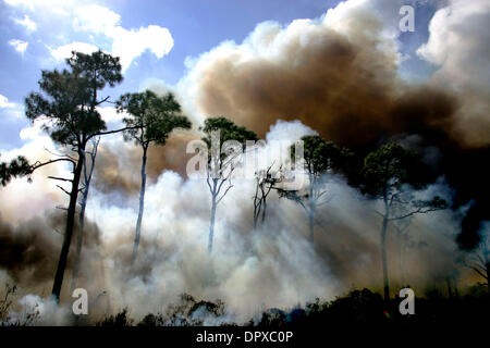 Jan 26, 2009 - Jonathan State Park, Florida, USA - Sun rays shine through the thick smoke coming from a controlled burn on Monday, Jan. 26, 2009 in Jonathan Dickinson State Park, Hobe Sound, FL. The Florida Park Service uses controlled fires to help keep Florida's ecosystem healthy and intact. Some of the controlled burns are planned years in advance, including yearly burns dating  Stock Photo