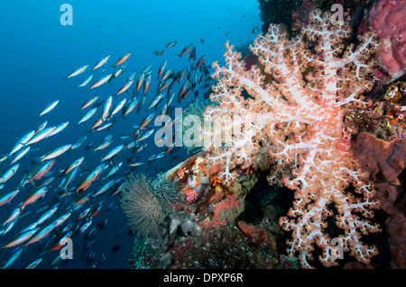 School of Bluestreak fusilier, Pterocaesio tile, swimming past soft coral, Bunaken, Manado, North Sulewesi, Indonesia. Stock Photo
