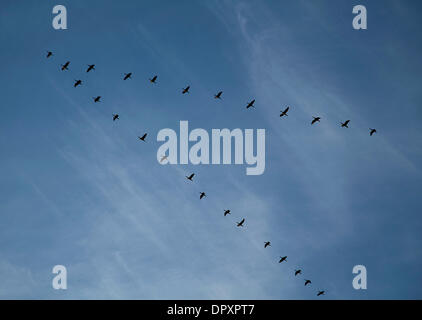 Fort Worth, Texas, USA. 16th Jan, 2014. 1/16/2014 Ft. Worth, TX. USA. A flock of cormorants return to their nightly roost along the banks of the Trinity River in Ft. Worth, Texas on a mild winter evening. © Ralph Lauer/ZUMAPRESS.com/Alamy Live News Stock Photo