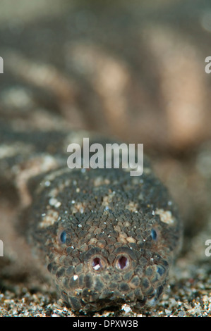 Marine File Snake, Acrochordus granulatus, Manado, Sulawesi, Indonesia. Stock Photo