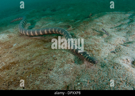 Marine File Snake, Acrochordus granulatus, Manado, Sulawesi, Indonesia. Stock Photo