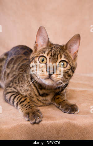 Bengal cat lying down looking at camera on tan background Stock Photo