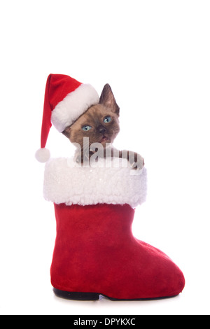 Cute Christmas Munchkin kitten wearing Santa hat inside of Santa boot isolated on white background Stock Photo