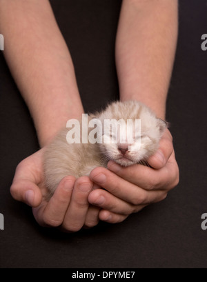 Tiny newborn kitten sleeping in two hands on black background Stock Photo