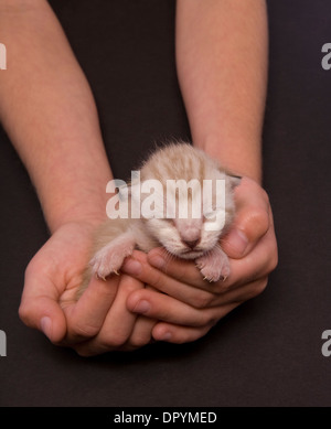 Tiny kitten sleeping in two hands on black background Stock Photo