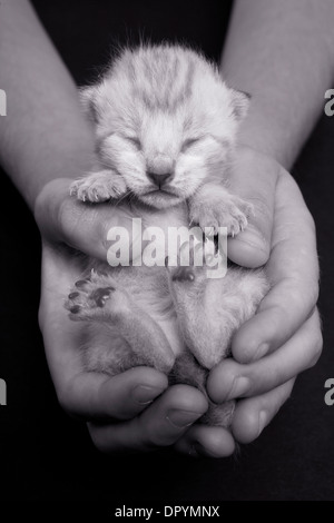 Tiny kitten sleeping in two hands black and white Stock Photo