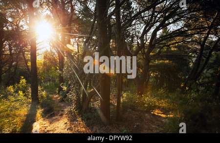 Morning sun is shining in the dark forest Stock Photo
