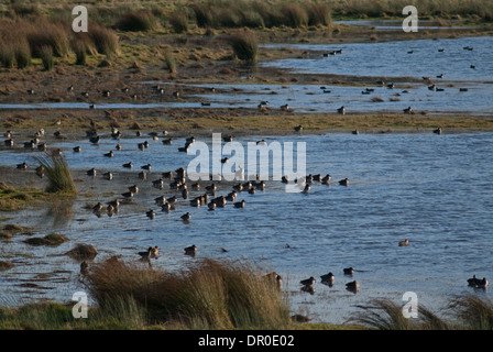 Flock of European Teal (Anas crecca) resting on flooded marsh Stock Photo