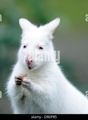 Duisburg, Germany. 17th Jan, 2014. An Albino Bennett's kangaroo eats at the zoo in Duisburg, Germany, 17 January 2014. A male and a female joey were born around six months ago and they are starting to leave their mother's pouch more and more often. Photo: CAROLINE SEIDEL/dpa/Alamy Live News Stock Photo