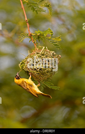 Southern or Vitelline Masked Weaver ( Ploceus velatus) male building nest with blade of grass, Lusaka, Zambia, September Stock Photo