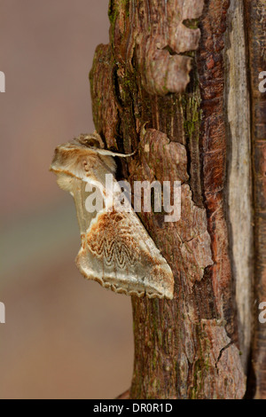 Buff Arches Moth (Habrosyne pyritoides) adult at rest on branch, Oxfordshire, England, July Stock Photo
