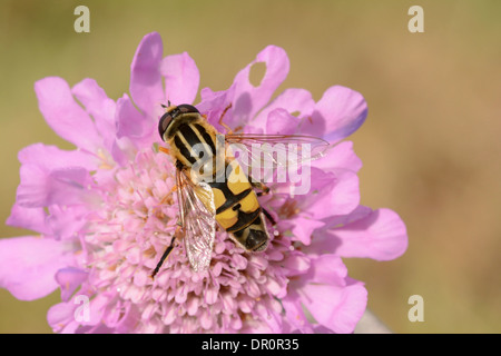Brindled Hoverfly (Helophilus pendulus) at rest on Scabius flower, Oxfordshire, England, July Stock Photo