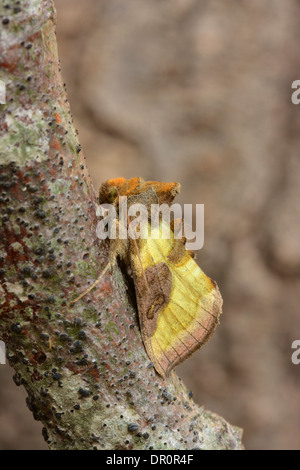 Burnished Brass Moth (Diachrysia chrysitis) adult at rest on twig, Oxfordshire, England, July Stock Photo