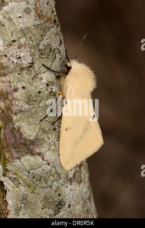 Buff Ermine Moth (Spilosoma luteum) adult male at rest on branch, Oxfordshire, England, June Stock Photo
