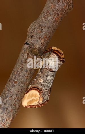 Buff Tip Moth (Phalera bucephala) adult at rest on branch, Oxfordshire, England, July Stock Photo