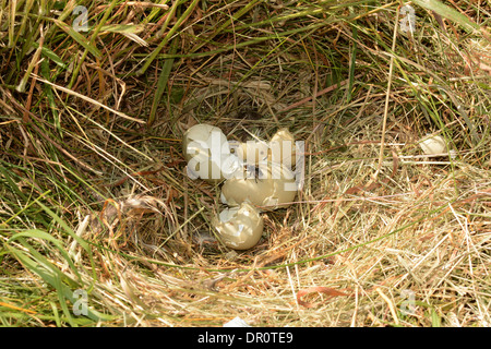 Common Pheasant (Phasianus colchicus) empy eggshells in nest after fox attack, Oxfordshire, England, July Stock Photo