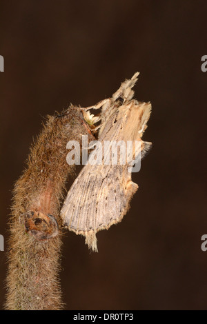 Pale Prominent Moth (Pterostoma palpina) adult at rest on twig, Oxfordshire, England, August Stock Photo