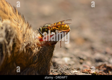 Common Wasp (Vespula vulgaris) feeding on soft tissue underneath the beak of a dead bird, Oxfordshire, England, August Stock Photo