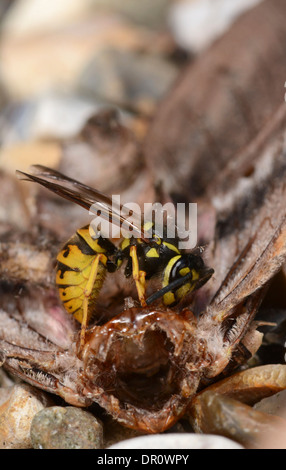 Common Wasp (Vespula vulgaris) feeding on remains of Privet Hawkmoth (Sphinx ligustri), Oxfordshire, Engalnd, August Stock Photo