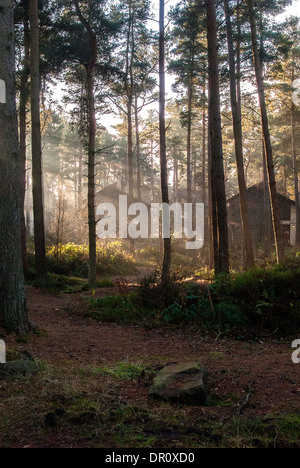 photograph of the sun coming in though the trees at center parcsm whinfell forest. Stock Photo