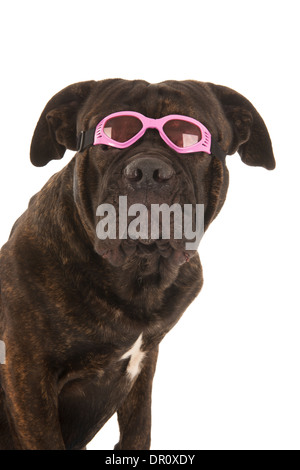 Portrait from dog on vacation with sunglasses and towel Stock Photo