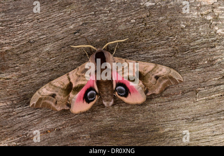 Eyed Hawkmoth (Smerinthus ocellata) adult resting on tree trunk, showing eyespots on rear wings, Oxfordshire, England, July Stock Photo