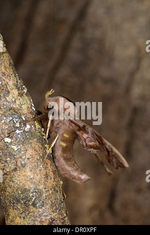 Eyed Hawkmoth (Smerinthus ocellata) adult on tree ttunk in typical resting position, Oxfordshire, England, July Stock Photo