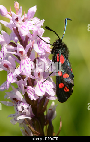 Six-spot Burnet Moth (Zygaena filipendulae) adult at rest on orchid flower, Oxfordshire, England, June Stock Photo